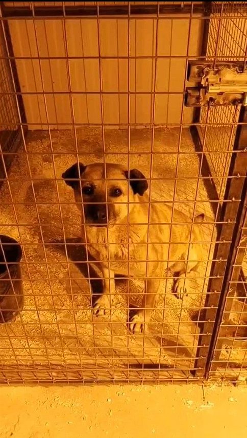 Собака в отдельном вольере тёплого блока